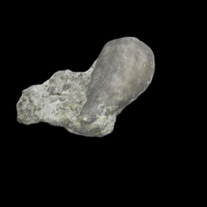 #Fossil Horned Coral from Maysville, Kentucky. Front View